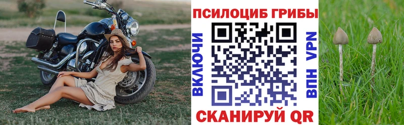 Псилоцибиновые грибы Psilocybine cubensis  Кольчугино 
